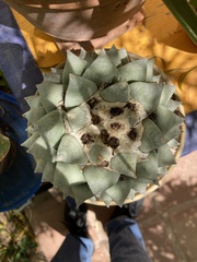 Ariocarpus retusus