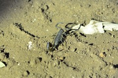 Uroplectes flavoviridis