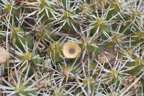 Maihueniopsis glomerata