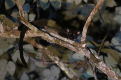 Arctogalidia trivirgata