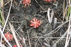 Drosera venusta