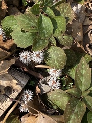 Pachysandra