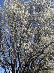 Pyrus calleryana