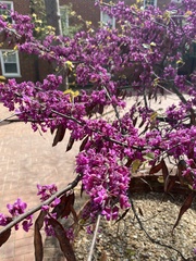 Cercis canadensis
