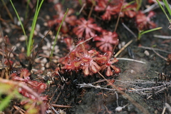 Drosera venusta