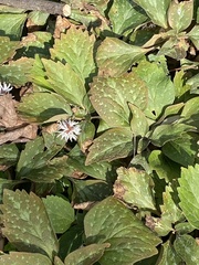 Pachysandra