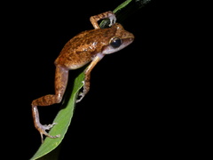 Eleutherodactylus colimotl