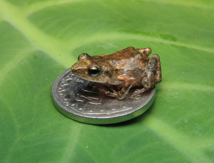 Erendira's Trilling Frog