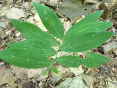 Polygonatum pubescens
