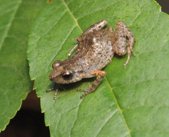 Eleutherodactylus erendirae