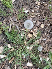 Taraxacum