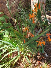 Crocosmia aurea aurea