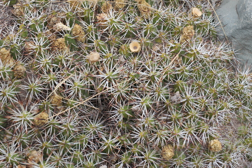 Maihueniopsis glomerata