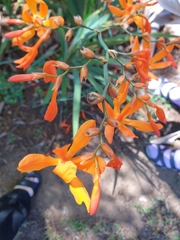 Crocosmia aurea aurea