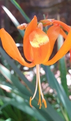 Crocosmia aurea aurea