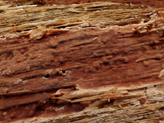 Steccherinum collabens