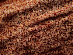 Steccherinum collabens