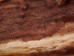 Steccherinum collabens