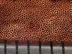 Steccherinum collabens