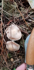 Inocybe sindonia