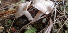 Inocybe sindonia