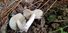 Inocybe sindonia