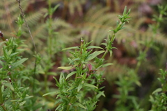 Carpacoce spermacocea