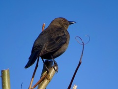 Euphagus cyanocephalus