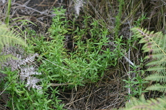 Carpacoce spermacocea