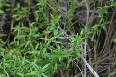 Carpacoce spermacocea