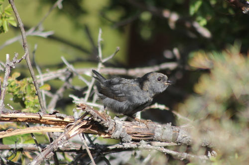 Magellanic Tapaculo (Scytalopus magellanicus)