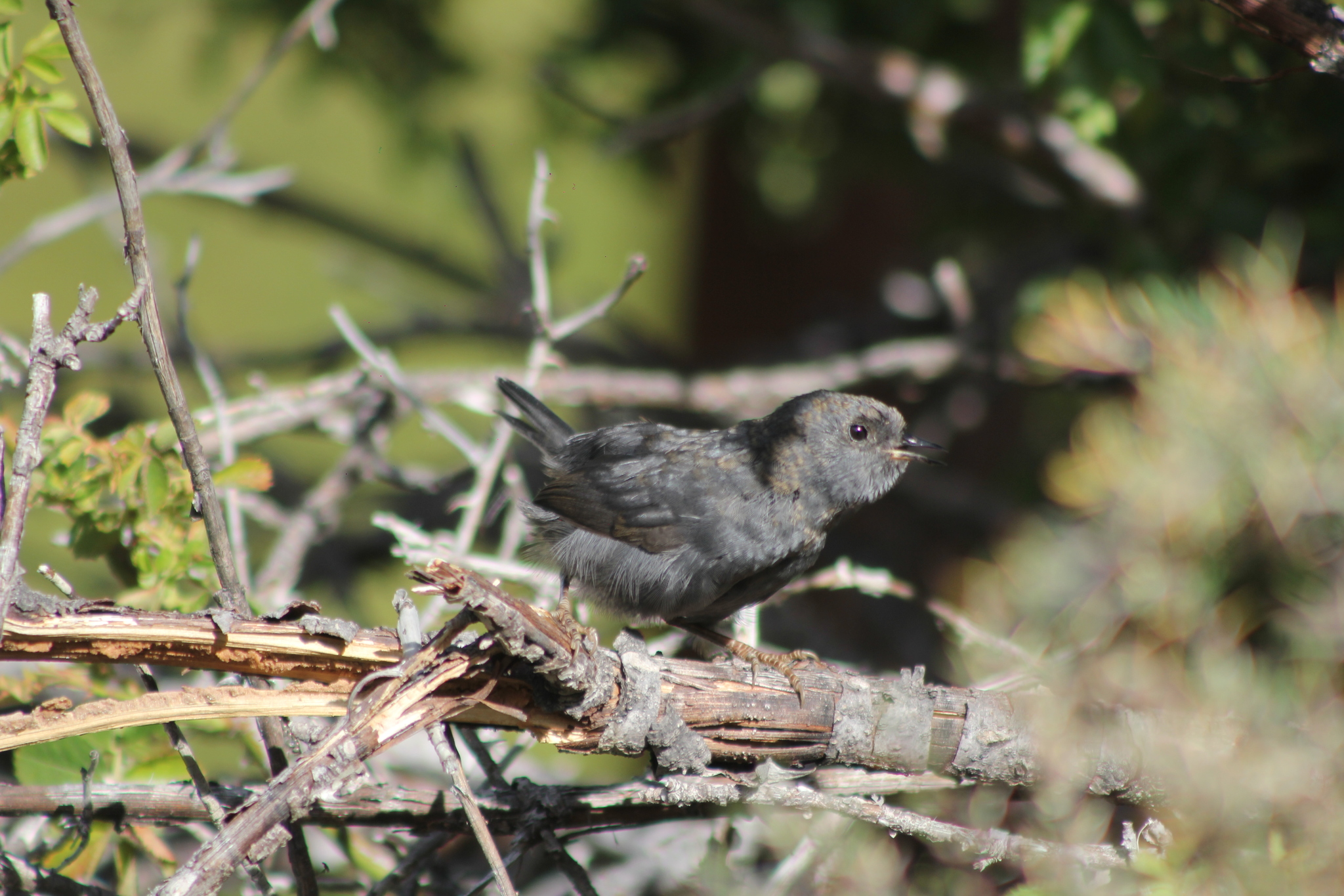 Magellanic Tapaculo illustration