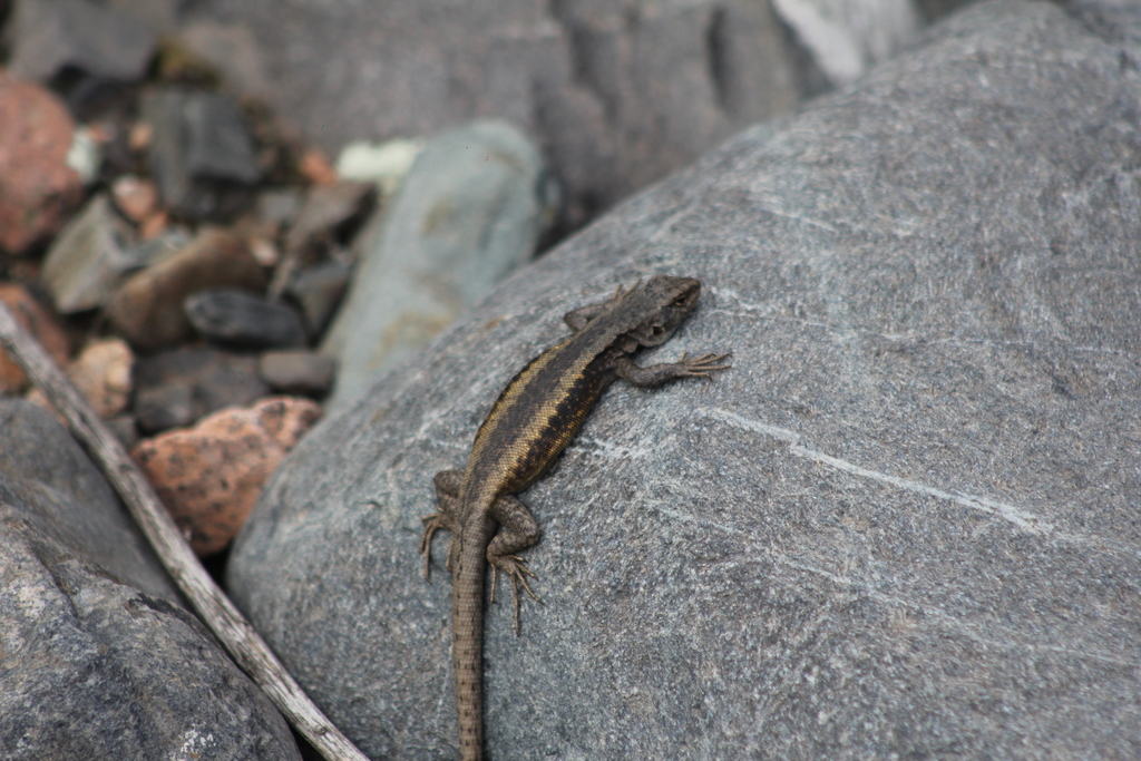 Liolaemus parvus