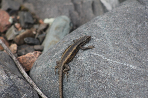 Liolaemus parvus