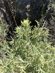 Castilleja grisea