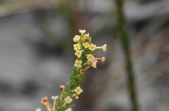 Struthiola tuberculosa