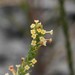 Struthiola tuberculosa - Photo (c) Luc Strydom,  זכויות יוצרים חלקיות (CC BY-NC), הועלה על ידי Luc Strydom