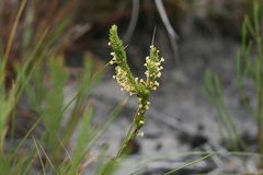 Struthiola tuberculosa