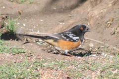 Pipilo maculatus curtatus