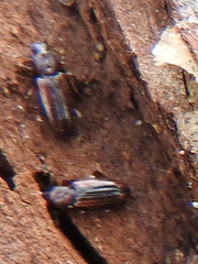 Bothrideres bipunctatus