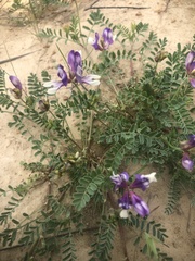 Astragalus lindheimeri