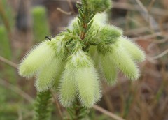 Erica sparrmanni