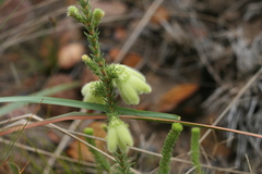 Erica sparrmanni