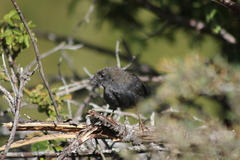 Scytalopus magellanicus