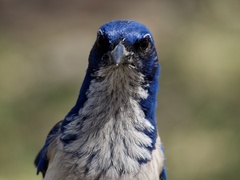 Island Scrub-Jay photo 2