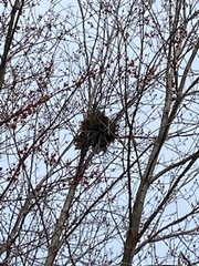 Sciurus carolinensis