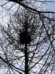 Sciurus carolinensis