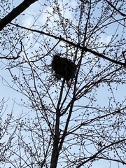 Sciurus carolinensis