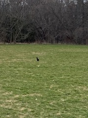 Sciurus carolinensis