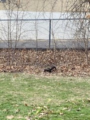 Sciurus carolinensis